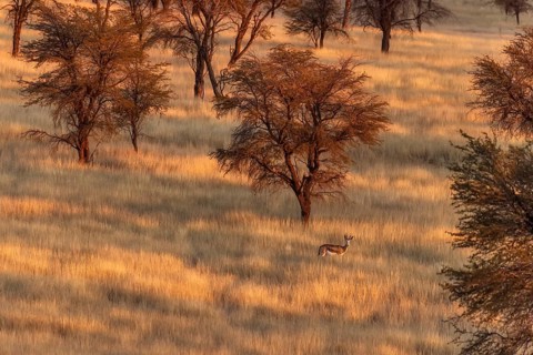 Springbok (Antidorcas marsupialis), wide savannah area with tall grasses serving as pasture for