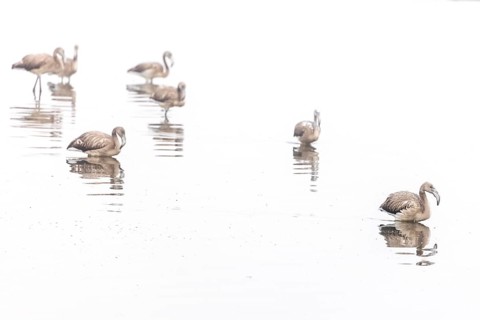 Juvenile Greater Flamingo (Phoenicopterus roseus), Least Concern (LC), Group walking in shallow