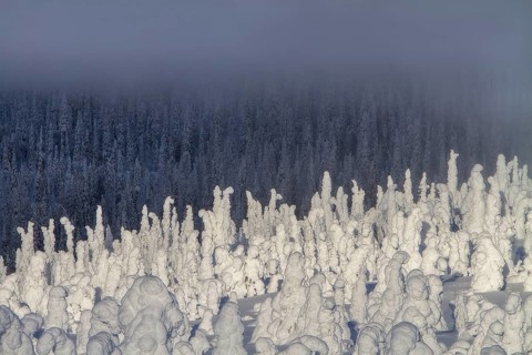Riisitunturi National Park, winter taiga spruce trees covered in heavy frost and snow call Tykky,
