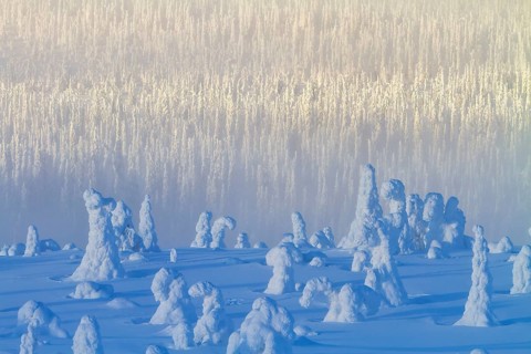 Riisitunturi National Park, Winter taiga spruce trees covered in heavy frost and snow call Tykky,