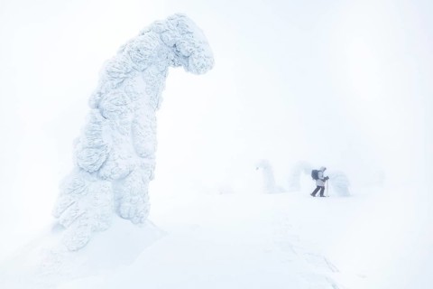 Riisitunturi National Park, woman visiting the park wearing snowshoes, winter taiga spruce trees