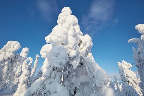 Riisitunturi National Park, winter taiga spruce trees covered in heavy frost and snow call Tykky,