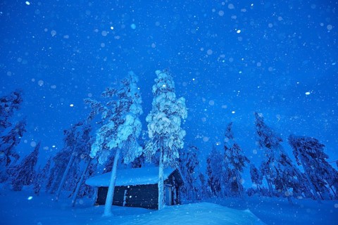 Riisitunturi National Park, snowing during the winter night in the taiga, spruce trees covered in