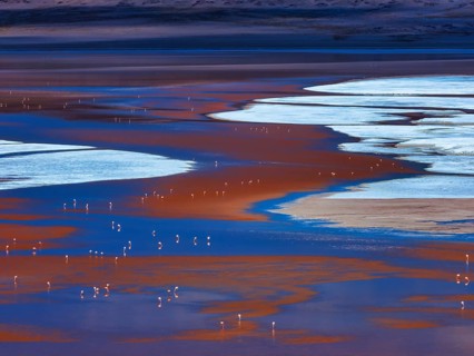 Laguna Colorada, flamingos feeding in the red-colored waters, 4, 300?m above sea level, Los Lípez