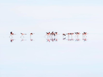 Salar de Uyuni, flamingos taking flight over the world's largest salt flat, Potosí, Bolivia, South