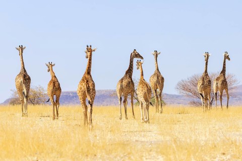 Angolan giraffe (Giraffa camelopardalis angolensis), group walking, Vulnerable species (IUCN Red