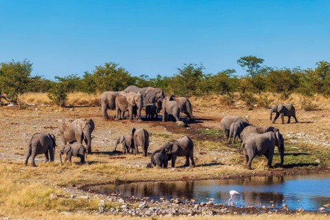 Elephants (Loxodonta africana), herd drinking at a waterhole, endangered species, Red List IUCN,