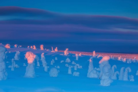 Riisitunturi National Park, winter taiga spruce trees covered in heavy frost and snow call Tykky,