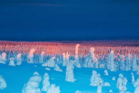 Riisitunturi National Park, winter sunset in the taiga, spruce trees covered in heavy frost and