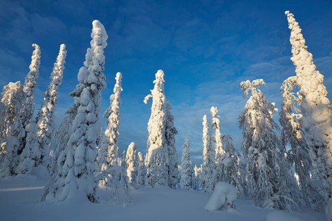 Riisitunturi National Park, winter taiga spruce trees covered in heavy frost and snow call Tykky,