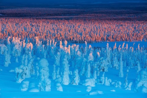 Riisitunturi National Park, winter sunset taiga spruce trees covered in heavy frost and snow call