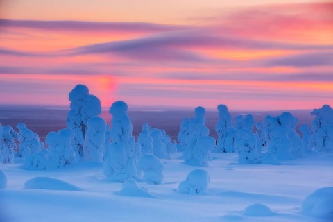 Riisitunturi National Park, Winter sunset in the taiga, spruce trees covered in heavy frost and