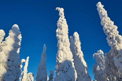 Riisitunturi National Park, winter taiga spruce trees covered in heavy frost and snow call Tykky,