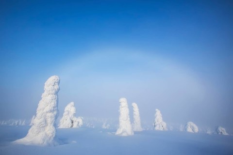 Riisitunturi National Park, winter taiga spruce trees covered in heavy frost and snow call Tykky,