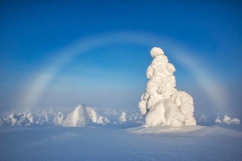 Riisitunturi National Park, winter fog bow and taiga spruce trees covered in heavy frost and snow