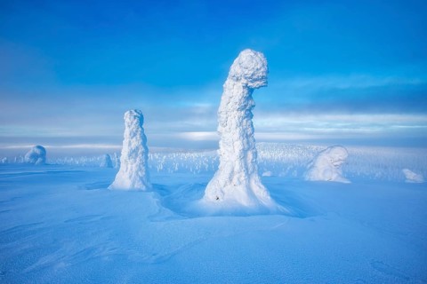 Riisitunturi National Park, winter taiga spruce trees covered in heavy frost and snow call Tykky,