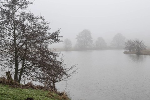 Pond landscape with black alder (Alnus glutinosa) in the fog, Emsland, Lower Saxony, Germany