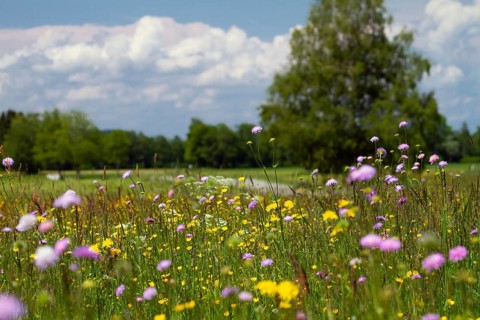 Flowering meadow with widow flowers (Knautia arvensis), and meadow peacock (Crepis biennis), park
