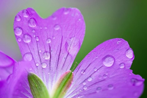 Cranesbill (Geranium spec.), petals with water droplets, detail, close-up, Upper Bavaria, Germany