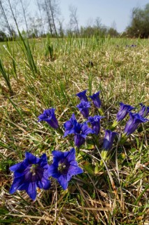 Stemless gentian (Gentiana clusii), blue, gentian meadow, moorland meadow, Upper Bavaria, Germany