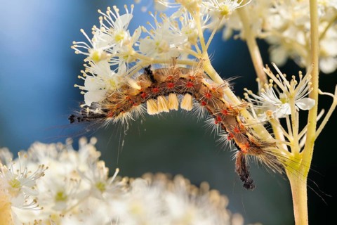 Blackthorn brush moth (Orgyia antiqua), caterpillar on meadowsweet (Filipendula ulmaria), Upper
