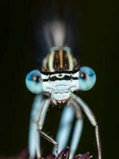 Face of a feather dragonfly (Platycnemis pennipes), male, frontal, portrait, close-up, Upper