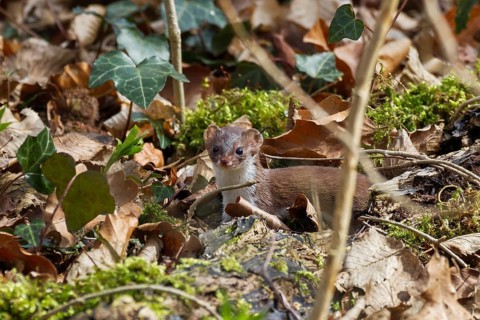 Weasel (Mustela nivalis) in deciduous forest, summer, Upper Bavaria, Germany