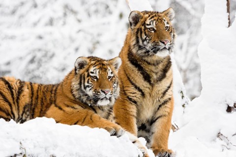 Two young Siberian tigers in snow, Panthera tigris altaica, zoo, captive