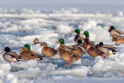 Mallards (Anas platyrhynchos), group on frozen Baltic Sea, winter, Usdom, Mecklemburg-Western