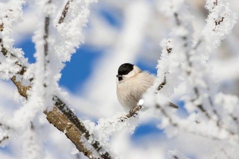 Marsh tit (Poecile palustris), in winter, hoarfrost, Upper Bavaria, Germany