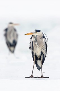 Grey heron (Ardea cinerea), standing on ice, winter, Baltic Sea, Usedom, Mecklenburg-Western