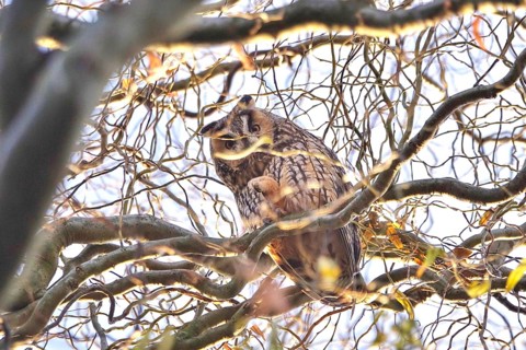 Long-eared owl in a tree, winter, Germany