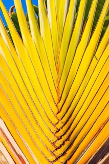 The Grand Royal Palace, Wat Phra Kaeo Buddhist Temple, woven banana tree, Phra Nakhon, Bangkok,