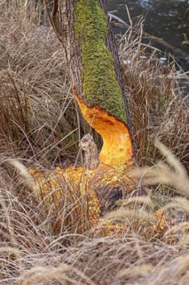 Tree bit by beaver near Spechthausen, Brandenburg, Germany