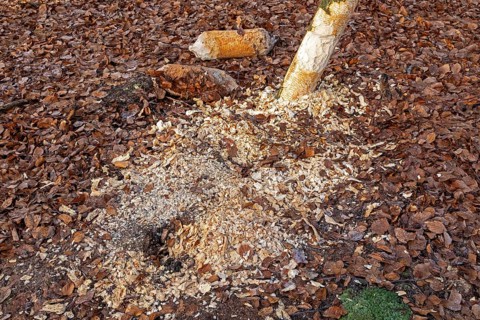 Tree bit by beaver, tree trunk parts near Spechthausen, Brandenburg, Germany