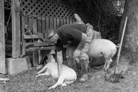 Farmer caressing his two domestic pigs (Sus scrofa domesticus) on his farm, black and white, Middle