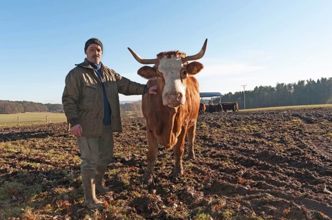 Farmer with his Salers beef in the pasture, Middle Franconia, Bavaria, Germany