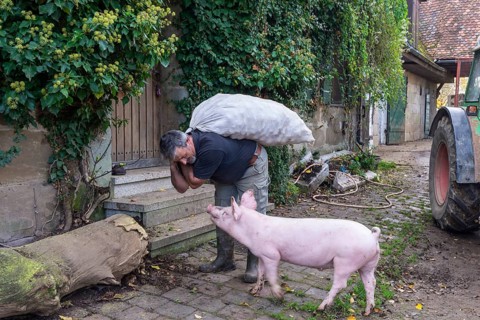 Farmer carrying a sack of potatoes into the house with a domestic pig (Sus scrofa domesticus),