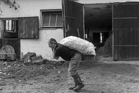 Farmer carrying a sack of potatoes on the farm, black and white, Middle Franconia, Bavaria, Germany