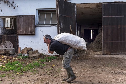 Farmer carrying a sack of potatoes on the farm, Middle Franconia, Bavaria, Germany