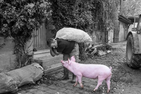 Farmer carrying a sack of potatoes into the house, with a domestic pig (Sus scrofa domesticus),