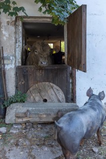 Young bull looking out of a stable door, a mother pig in front, on an old farm, Middle Franconia,