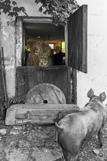 Young bull looking out of a stable door, a mother pig in front, on an old farm, black and white,