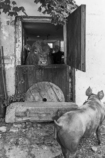 Young bull looking out of a stable door, a mother pig in front, on an old farm, Bavaria, Germany