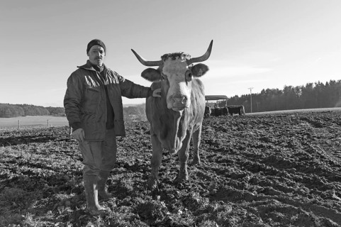 Farmer with his Salers beef in the pasture, black and white, Middle Franconia, Bavaria, Germany