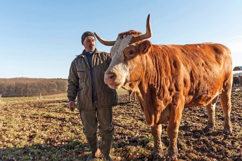 Farmer with beef on pasture, Middle Franconia, Bavaria, Germany