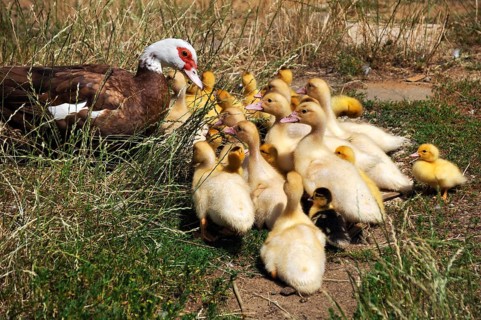 Muscovy duck (Cairina moschata) with its young in the grass on a farm, Eckental, Middle Franconia,