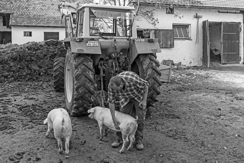 Farmer with two domestic pigs (Sus scrofa domesticus) on the farm, black and white, Tauchersreuth,