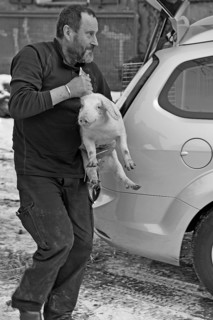 Farmer has a piglet (Sus scrofa domesticus) on his arm, black and white, Tauchersreuth, Middle