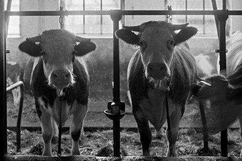 Cows in a cowshed, tethering on a former Franconian farm, Bavaria, Germany